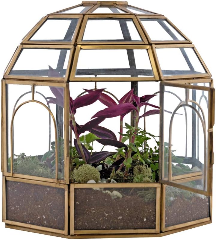 Large Glass Terrarium Pack of 2 Z516321