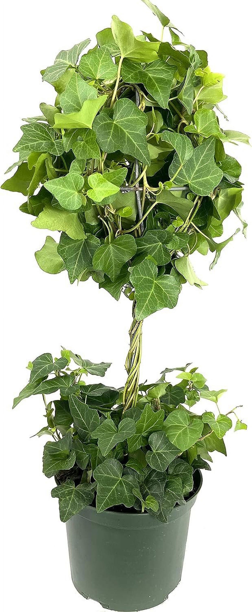 5 Live Plants in 6 Inch Growers Pots Hedera Helix Houseplant Vine G777714