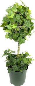 5 Live Plants in 6 Inch Growers Pots Hedera Helix Houseplant Vine G777714