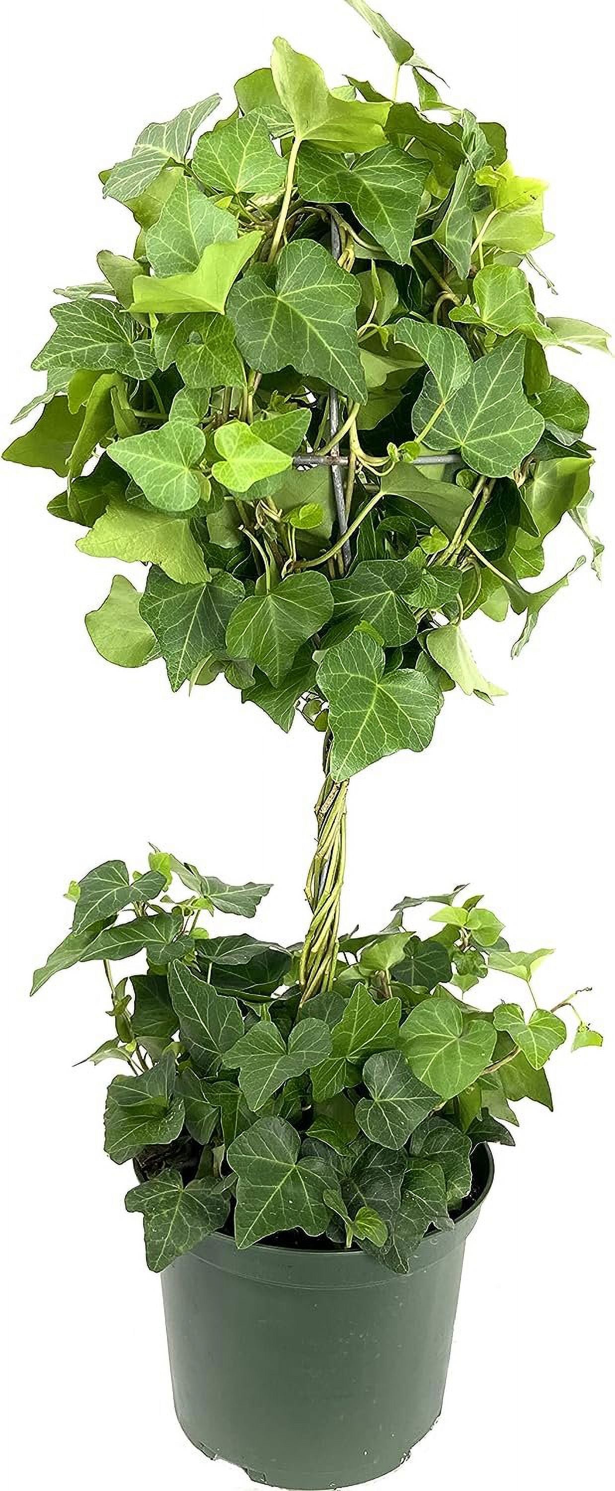 5 Live Plants in 6 Inch Growers Pots Hedera Helix Houseplant Vine G777714