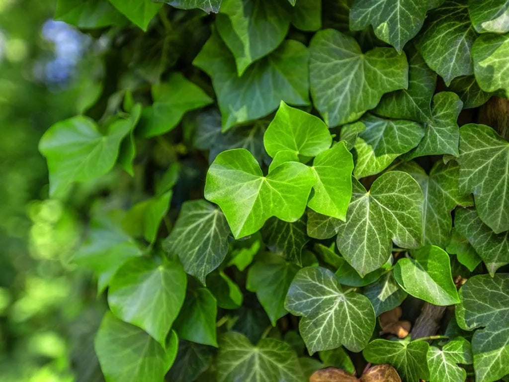 5 Live Plants in 6 Inch Growers Pots Hedera Helix Houseplant Vine G777714