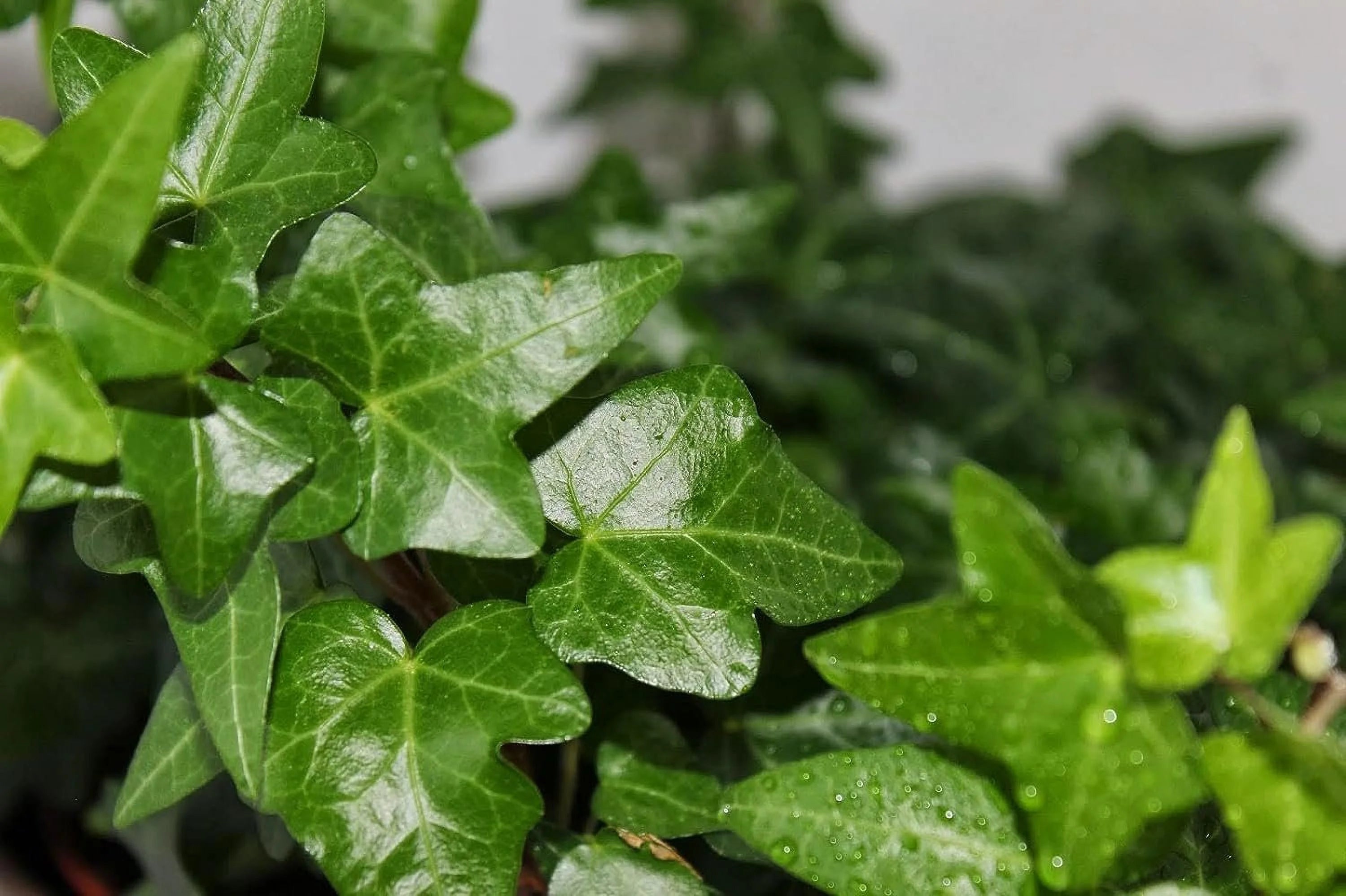 5 Live Plants in 6 Inch Growers Pots Hedera Helix Houseplant Vine G777714