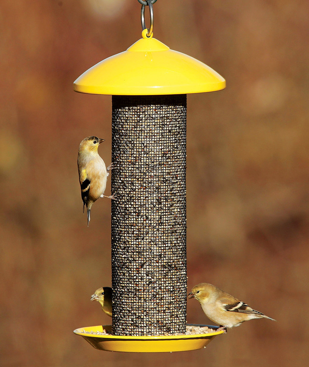 Yellow Finch Screen Bird Feeder with Metal Roof T51560