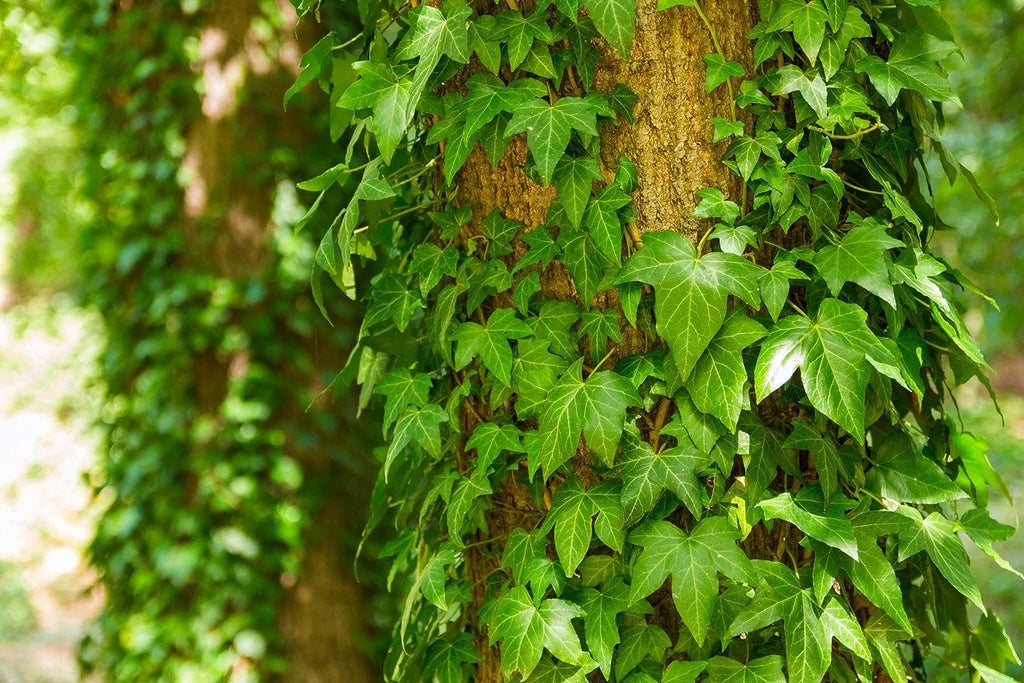 5 Live Plants in 6 Inch Growers Pots Hedera Helix Houseplant Vine G777714